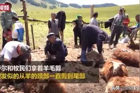 新疆：绵羊开启“夏装”剪一只600秒图片
