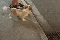 狗狗和小主人一起玩滑梯自己下来之后就兴奋地让主人也尝试一下图片