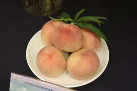 照片看着都好像闻到果香！海盐一位85后水蜜桃姐姐带娃问鼎浙江蜜桃之最图片