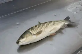 被国人公认的4种“王牌”淡水鱼，口感好，肉质嫩，遇到当季就买图片