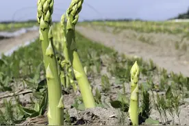 芦笋的生长环境以及种植和管理方法，掌握这几点芦笋高产不是梦图片