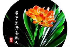 君子兰开喜煞人图片