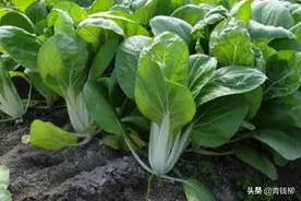 上海金山青菜绿色生产栽培技术图片