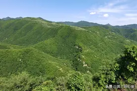 夫妻俩隐居深山，养7条猛犬当保镖，每年还是有牛羊被野兽吃掉图片