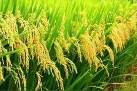 疑惑！农户误把水泥当磷肥撒施稻田，稻秧真的受益了，究竟为啥？图片