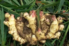 姜为什么不能种在家里？老农说出2个方面的原因图片