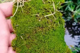 别再养普通绿植了，捡点青苔带回家，轻松制成独一无二的艺术品图片