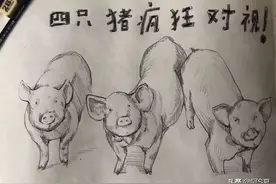 疯狂的四只猪兄弟图片