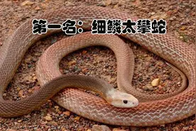 盘点陆地上毒性最强的生物，只可远观而不可亵玩焉图片