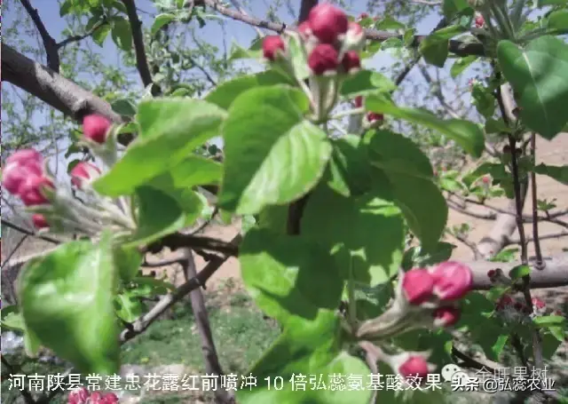 解密螯合氨基酸水溶肥