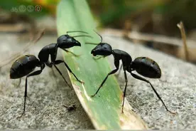 尿灌蚂蚁窝图片