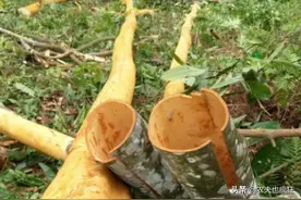 南方一种树木，砍树才能收获，树干当柴烧，树皮却卖10元1斤图片