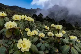 每年的5月、6月春末夏初·是苍山杜鹃花的最佳观赏期图片