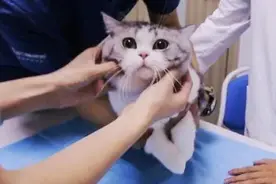 猫咪体检最全干货，不同年龄段的猫咪该如何体检图片