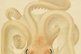 独角兽，九头蛇这些早期动物学家认为都真实存在的神话生物图片