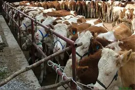 了解这几个养牛必知会让你养殖无忧图片