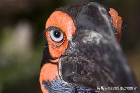 犀鸟金屋藏娇，死后寡妇被光棍接盘，三赢的局面图片