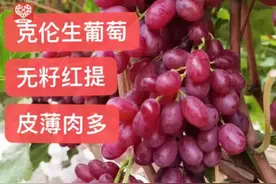 我家克伦生葡萄，香甜可口，皮薄肉多，孕妇放心食用，营养价值高图片