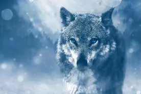 牛拉车 Vs  拖后腿图片