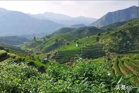 茶评：2019年雪片单丛鸭屎香，香气浓郁，回甘悠长图片