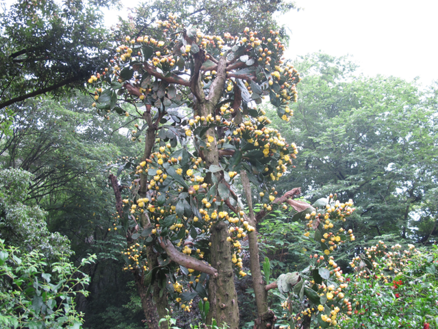 鱼鳞痣开花图片