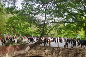 石家庄长安公园的这种花开了，没想到竟然还和这些传说有关！图片