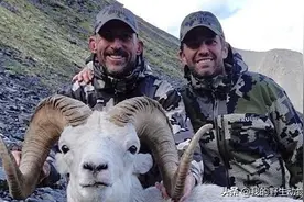 北方山地一巨型野羊，角长1.5米，能飞檐走壁，唯独害怕雪豹图片