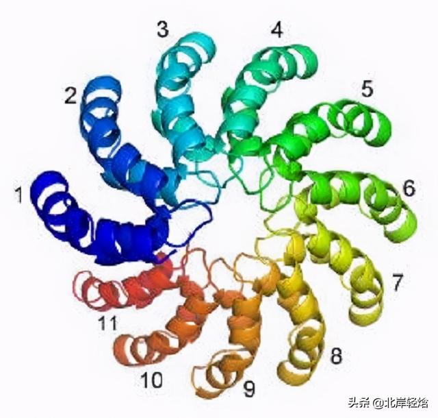 核糖体：揭开生物体内合成蛋白质的奥秘 2009年诺贝尔化学奖介绍