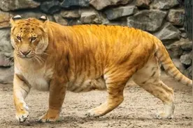 老虎和狮子能生后代吗？可以，不过后代很丑图片