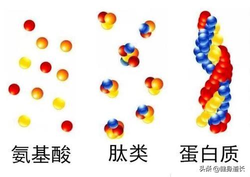 健身老手们经常说的BCAA到底是什么？你确定你不进来了解一下？