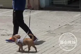 出门遛狗一定要拴绳！5月一批新规来了，和你息息相关图片