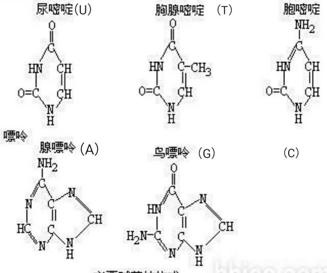 《宇宙的秘密全部揭开（二十四）分子生物学》