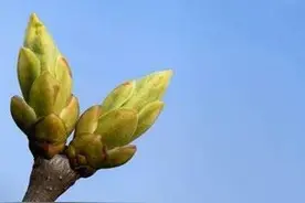 英语原版阅读：Spring图片