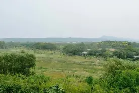 认识黄荆这种植物吗？根茎叶价值高，你对它了解有多少图片