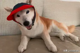 患病狗狗每天钻角落被卡住后求救，主人耐心呵护照顾，不离不弃图片