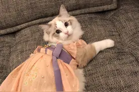 给宠物做衣服，一件卖199元，一个月销售额六万图片