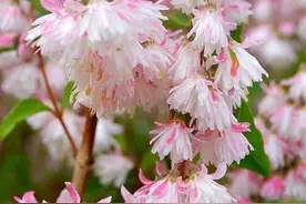 这些碎花系列盆栽，你更钟情哪一款？图片
