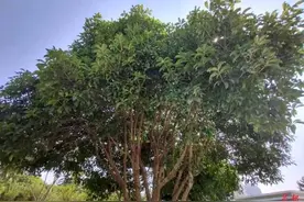 南昌街头迟迟未飘桂花香 专家：高温少雨天气不适宜桂花开放图片
