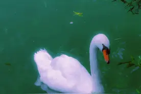 图集｜万物生长图片
