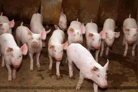 土霉素虽然“很土”，但在养猪上有这些妙用，养猪人要知道图片