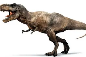 霸王龙的尴尬，前肢短得连自己的嘴都摸不到，它的前肢有什么用？图片