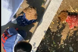 主人的小疏忽酿成大错，泰迪偷溜出家门被撞，同伴无助守在身旁图片