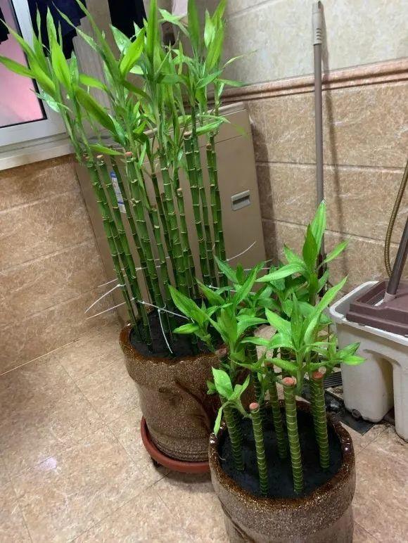 富贵竹这样养，四季绿油油，长到2米高，开花“又仙又香”