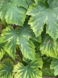 濡備綍缁欒憽钀勫揩閫熻ˉ閾? onerror=