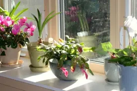 尿素、黄豆水养花诀窍：兑水浇花注意浓度，保管植物远离烧根图片