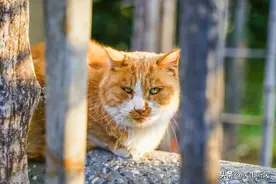 过去农村有三怕，怕野猫进门，怕大屋压小屋，怕坟头现洞，为何？图片