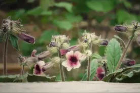 怕麻烦是记忆单词的最大障碍，高中英语必背3500单词-41我拆你看图片