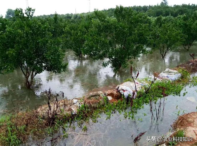 果树早期黄叶和落叶的原因及防控措施