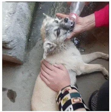 能救狗命!铲屎官必备急救知识你一定要掌握