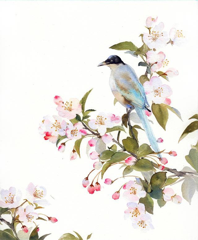 喜鹊的寓意 喜鹊的寓意和象征风水